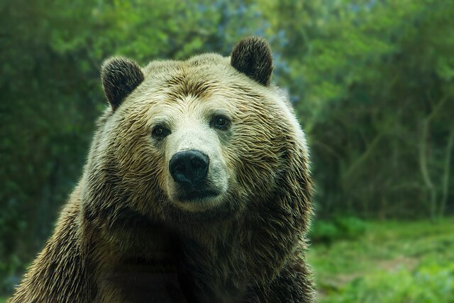 bear michael burry