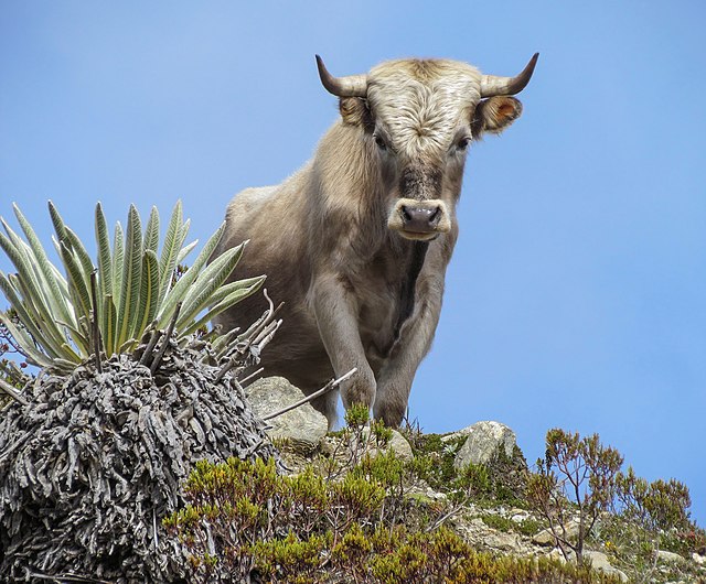 Bull